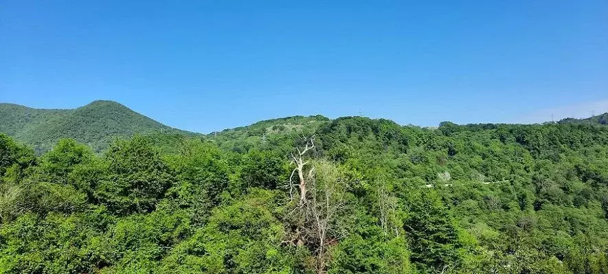 Участок в Краснодарский край, Сочи ул. Ольховая (31.0 сот.) - Фото 1