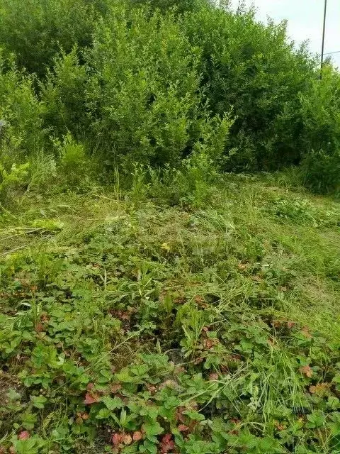 Участок в Тюменская область, Тюмень Огонек СНТ, ул. Малиновая, 48 ... - Фото 1