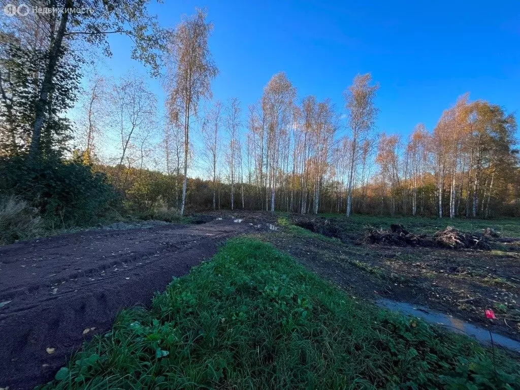 Участок в Приозерский район, Кузнечнинское городское поселение, ... - Фото 1