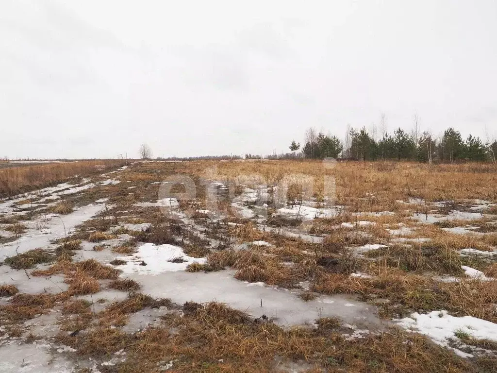 Участок в Владимирская область, Муромский район, Борисоглебское ... - Фото 1