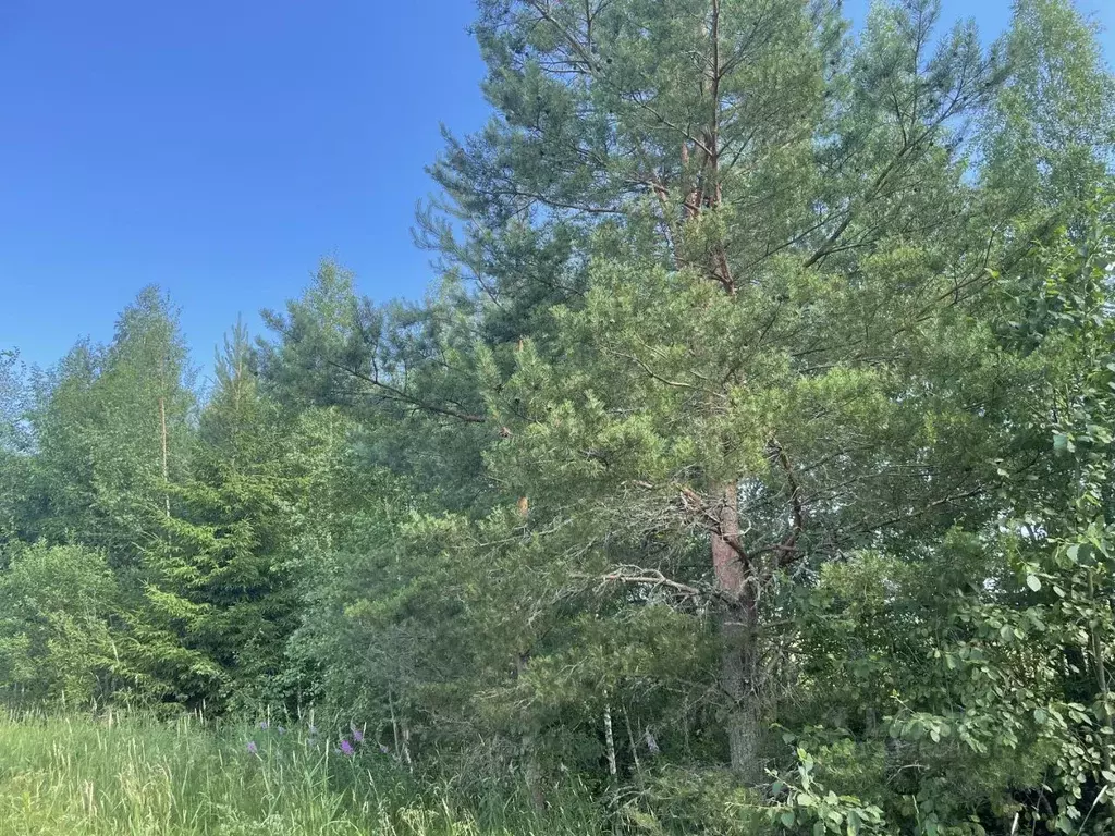 Участок в Ленинградская область, Ломоносовский район, Пениковское ... - Фото 2