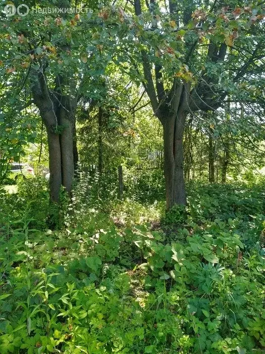 Участок в Московская область, Богородский городской округ, СНТ Звезда, ... - Фото 1
