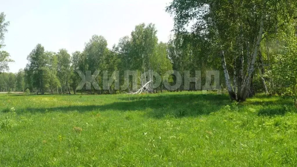 Участок в Новосибирская область, Мошковский район, Индия кп, ... - Фото 2