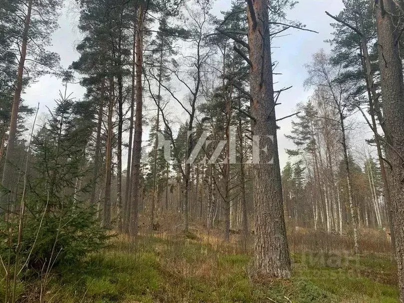 Участок в Ленинградская область, Приозерский район, Громовское с/пос, ... - Фото 2