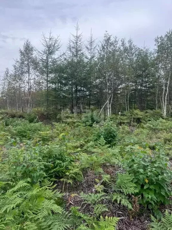 Участок в Сахалинская область, Корсаковский городской округ, с. Дачное ... - Фото 0