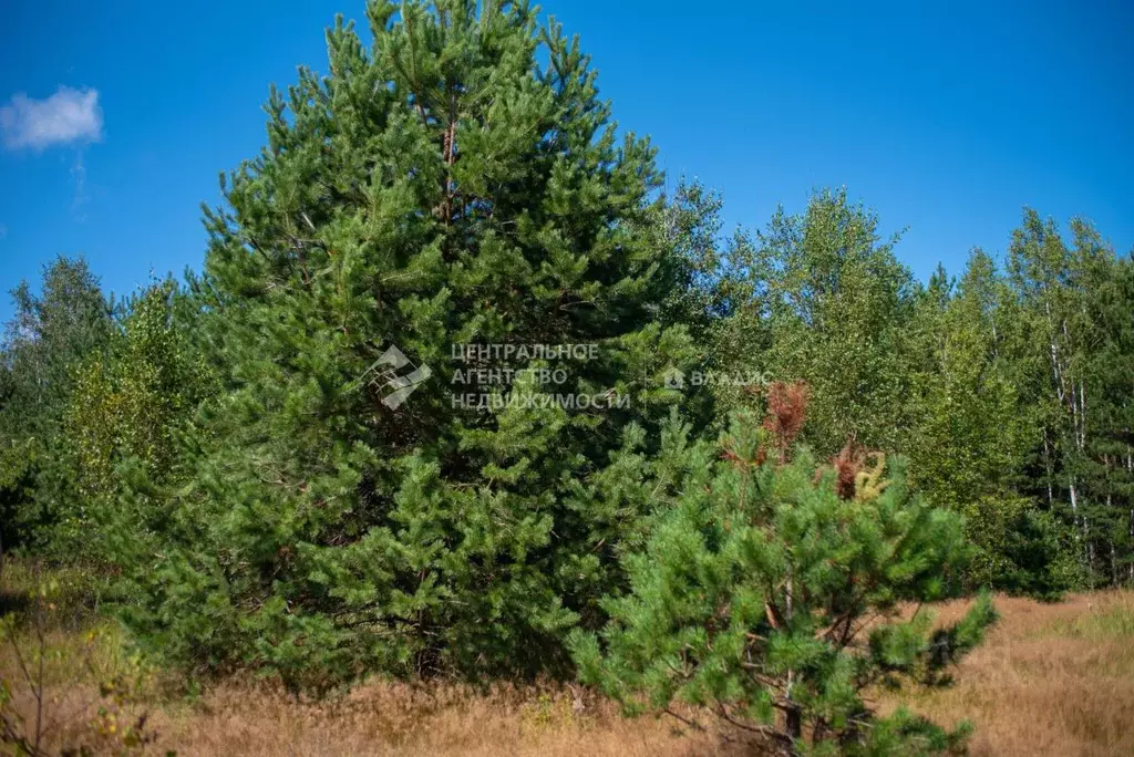 Участок в Рязанская область, Клепиковский муниципальный округ, д. ... - Фото 1