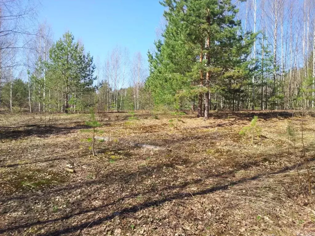 Участок в Новгородская область, Демянский муниципальный округ, Деревня ... - Фото 2