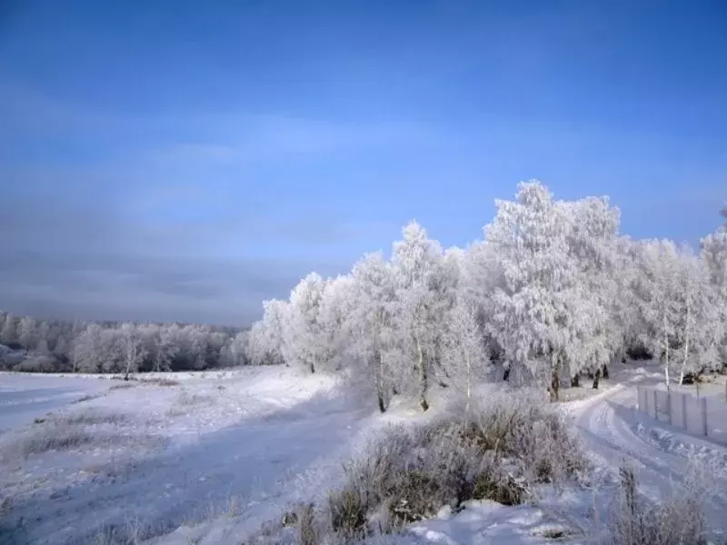 Участок в Новосибирская область, Новосибирский район, Станционный ... - Фото 1