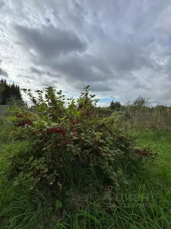 Дом в Томская область, Кожевниковский район, с. Киреевск Трактовая ул. ... - Фото 2