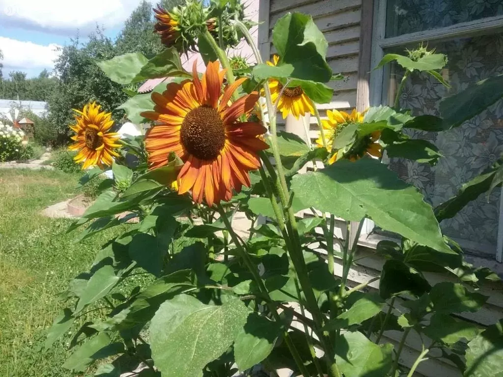 Дом в Костромской район, Чернопенское сельское поселение, деревня ... - Фото 2