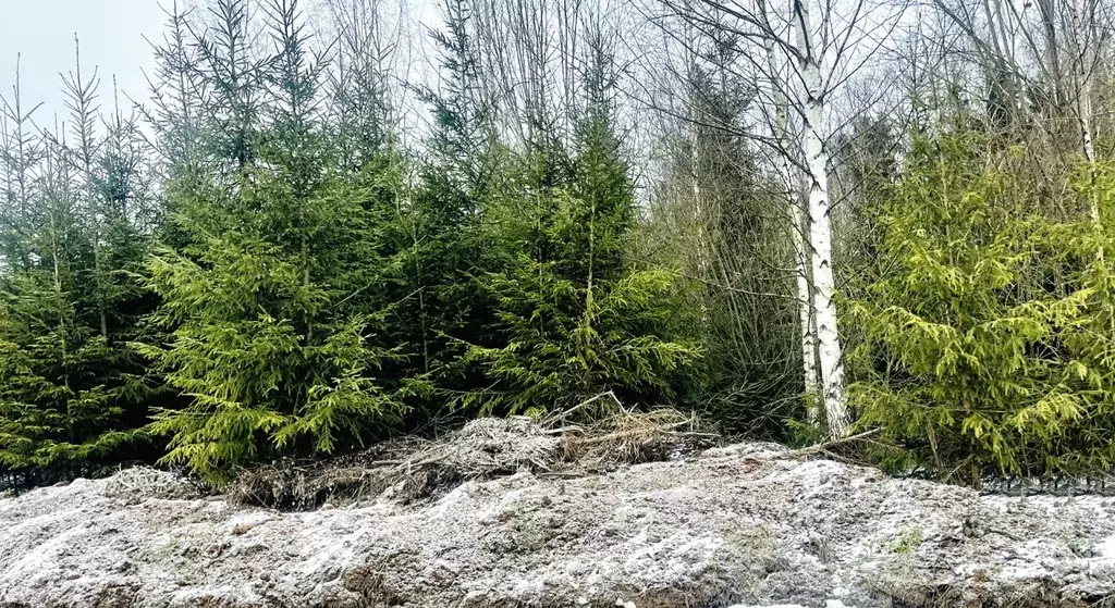 Участок в Московская область, Дмитровский муниципальный округ, ... - Фото 2