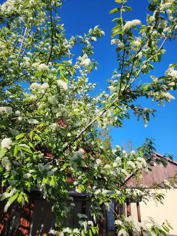 Дом в Ямало-Ненецкий АО, Салехард Деповская ул., 3Б (161 м) - Фото 2