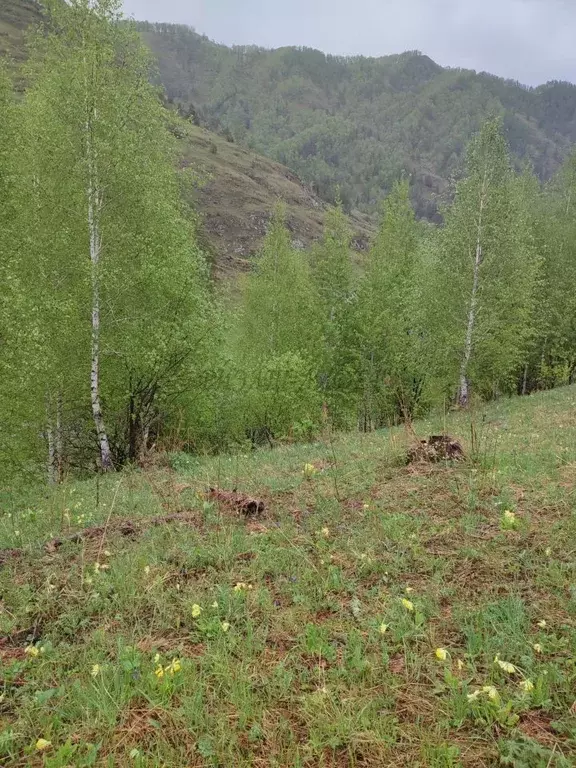 Участок в Алтай, Чемальский район, с. Куюс Центральная ул. (12.0 сот.) - Фото 1