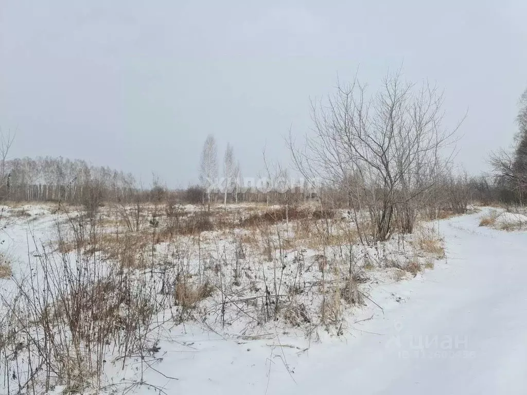 Участок в Новосибирская область, Мошковский район, пос. Кошево  (10.0 ... - Фото 1