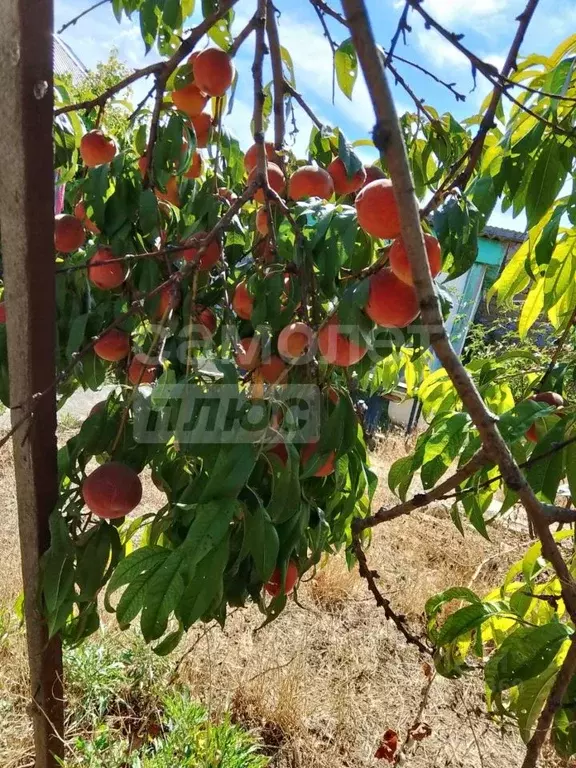 Дом в Крым, Евпатория пер. Мирный (40 м) - Фото 2