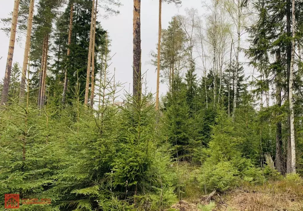 Купить Участок В Сосновом Лесу Ленинградской Области