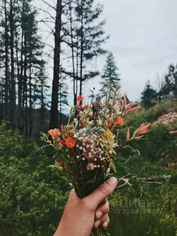 Дом в Рязанская область, Рязань ул. Порядок, 75 (25 м) - Фото 1