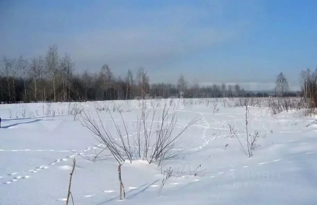 Участок в Амурская область, Благовещенский район, с. Волково ул. ... - Фото 0