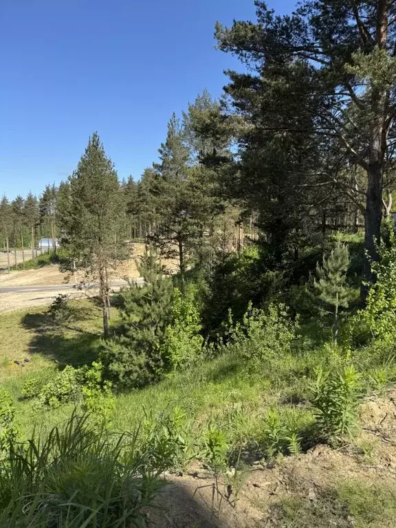 Участок в Ленинградская область, Всеволожский район, Бугровское ... - Фото 2