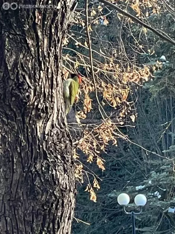 Участок в Кисловодск, улица Войкова (5 м) - Фото 2