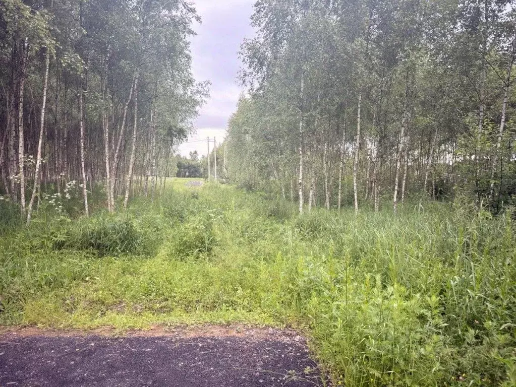 Участок в Московская область, Серпухов городской округ, Форест Парк кп ... - Фото 1