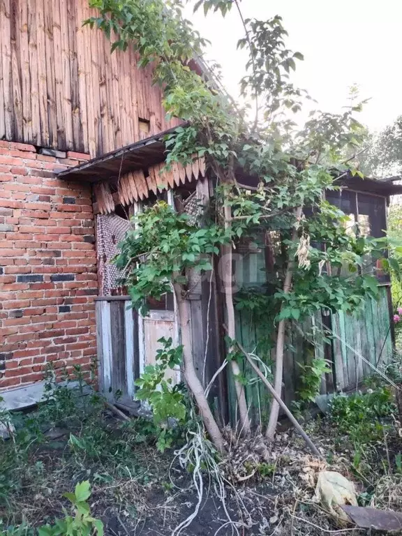 Дом в Новосибирская область, Коченевский район, Светлое СНТ 259 (20 м) - Фото 1