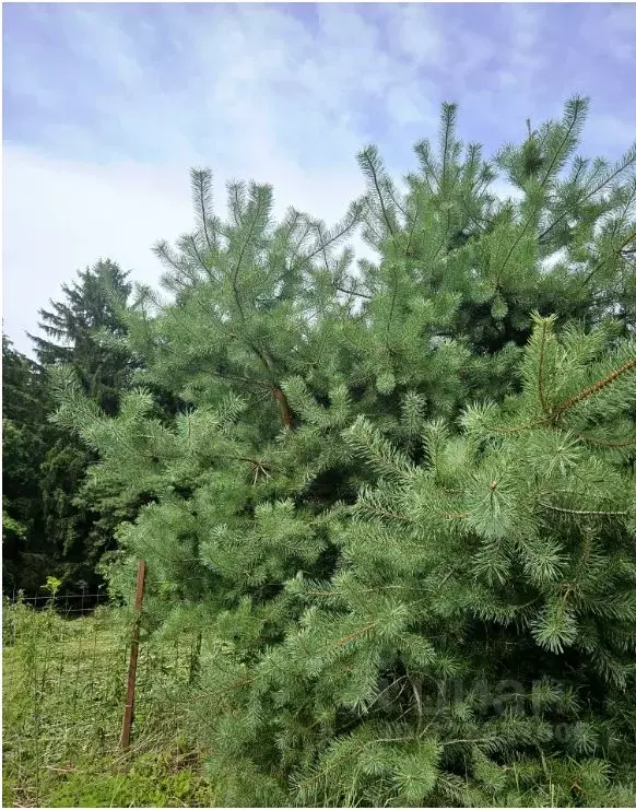 Дом в Калининградская область, Багратионовский муниципальный округ, ... - Фото 2