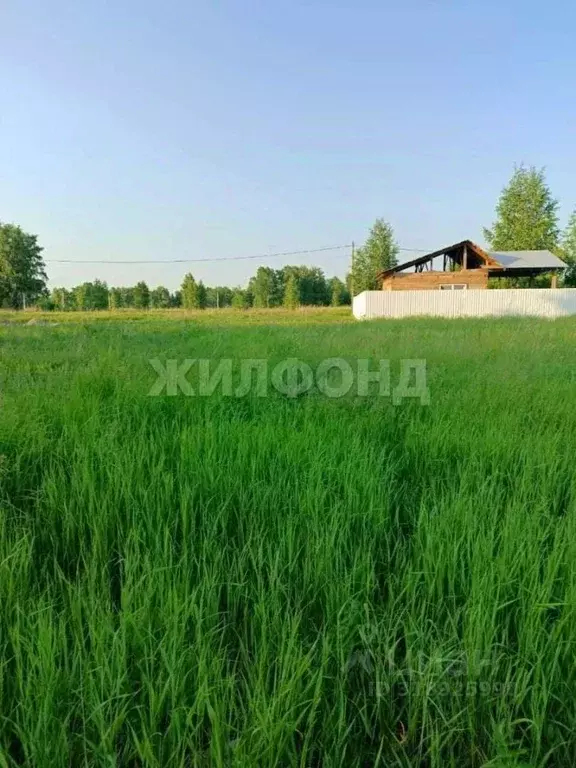 Участок в Новосибирская область, Новосибирский район, Сибирские ... - Фото 0