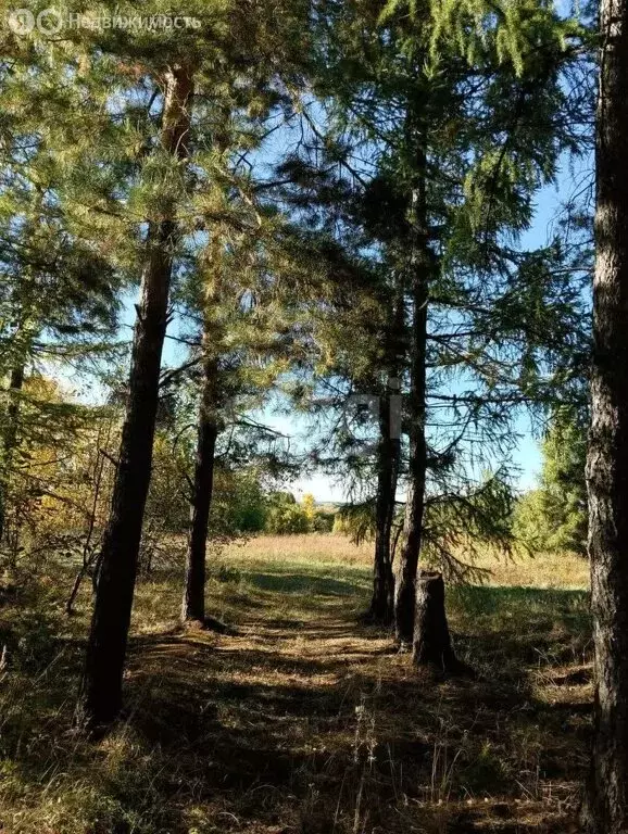 Участок в Лямбирский район, Берсеневское сельское поселение, село ... - Фото 1