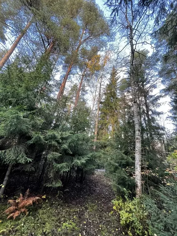 Участок в Ленинградская область, Всеволожск ул. Гоголя (34.0 сот.) - Фото 1