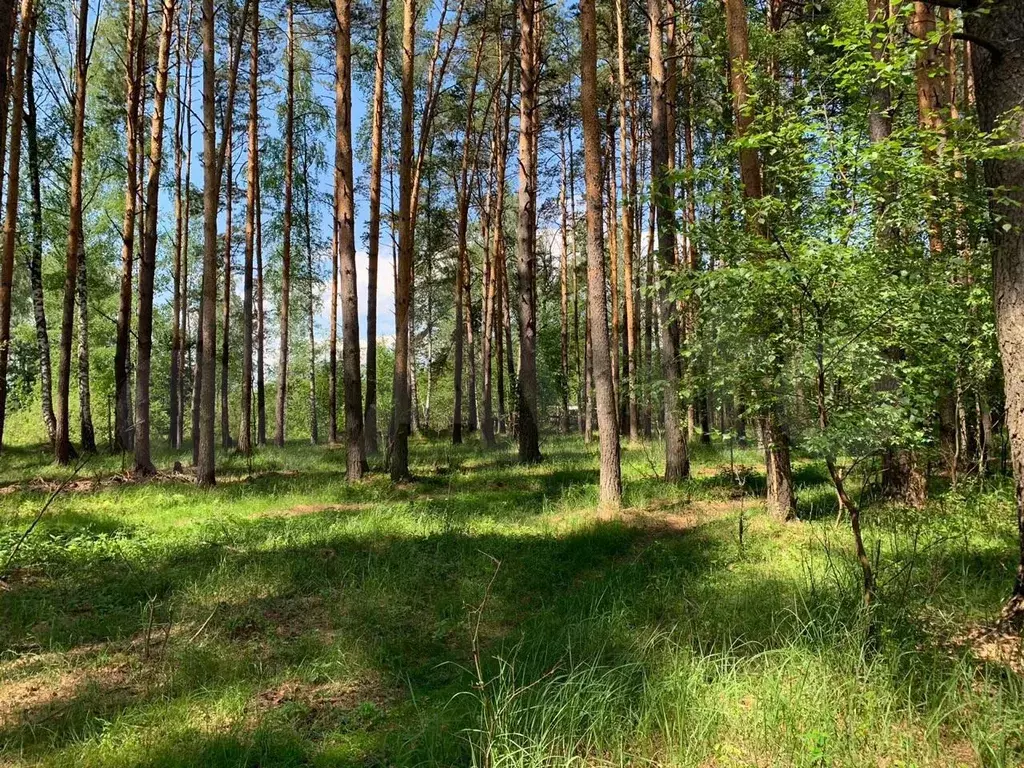 Земельные участки рязанская. Криуша Рязанская область лес. Мещера Нижегородская область. Деревня Криуши лес. Д.сосы Клепиковский район.