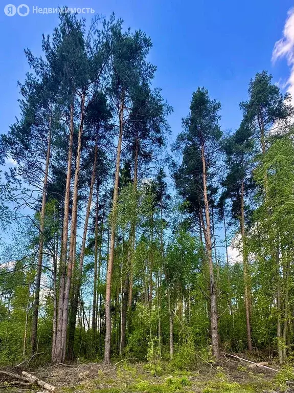Участок в Московская область, Богородский городской округ, деревня ... - Фото 0