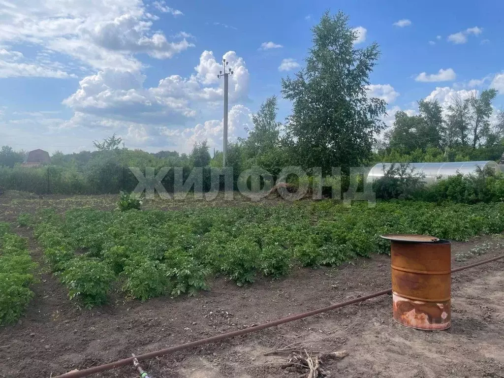 Участок в Новосибирская область, Коченевский район, Полимер СНТ  (6.0 ... - Фото 2