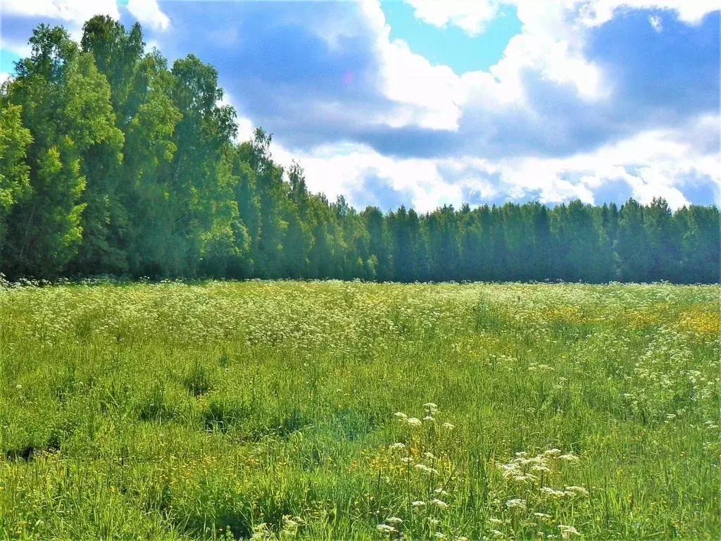 Участок в Московская область, Богородский городской округ, д. ... - Фото 2