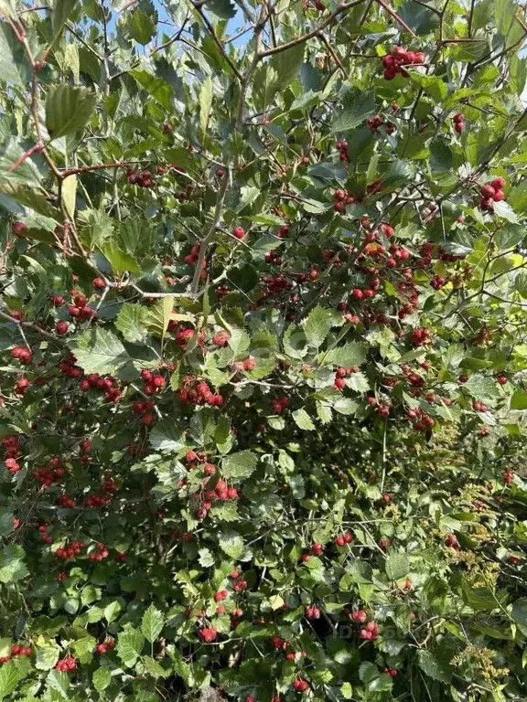 Участок в Владимирская область, Ковровский муниципальный округ, ... - Фото 2