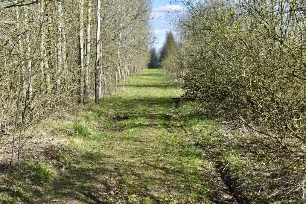 Участок в Новгородская область, Чудовский район, Трегубовское с/пос, ... - Фото 2
