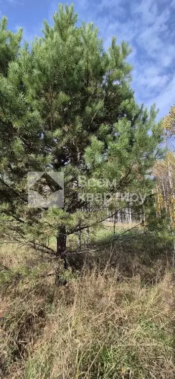 Участок в Новосибирская область, Искитимский район, с. Морозово  (16.0 ... - Фото 1