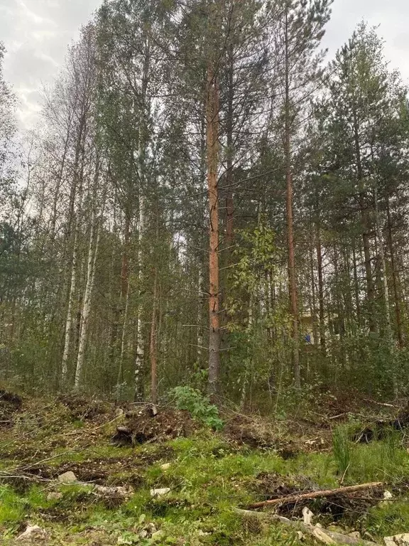 Участок в Ленинградская область, Выборгский район, Приморское ... - Фото 2