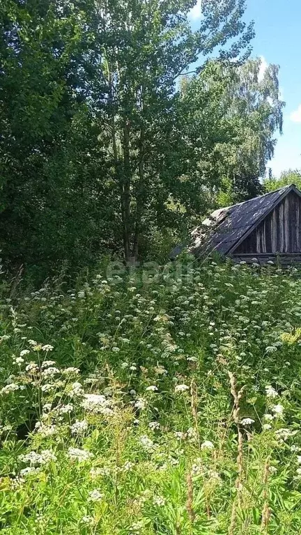 Участок в Брянская область, Жуковский муниципальный округ, с. Овстуг  ... - Фото 0