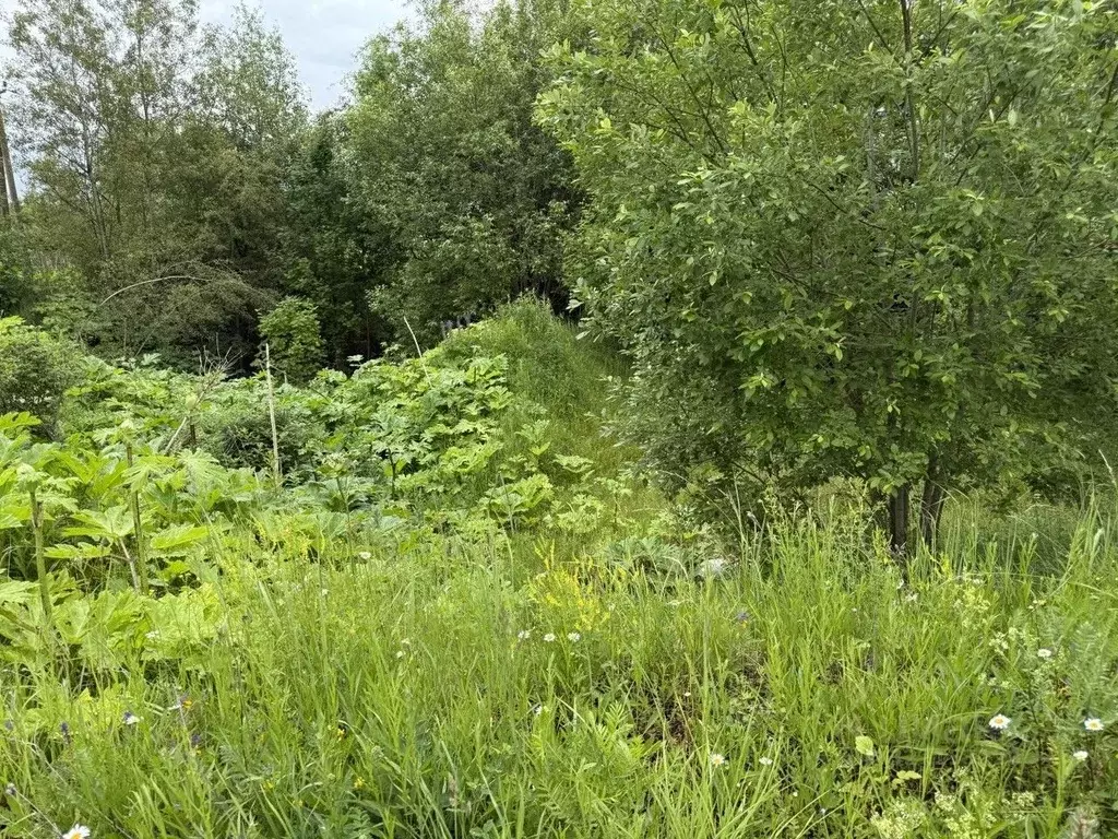 Участок в Московская область, Пушкинский городской округ, Софрино пгт  ... - Фото 2