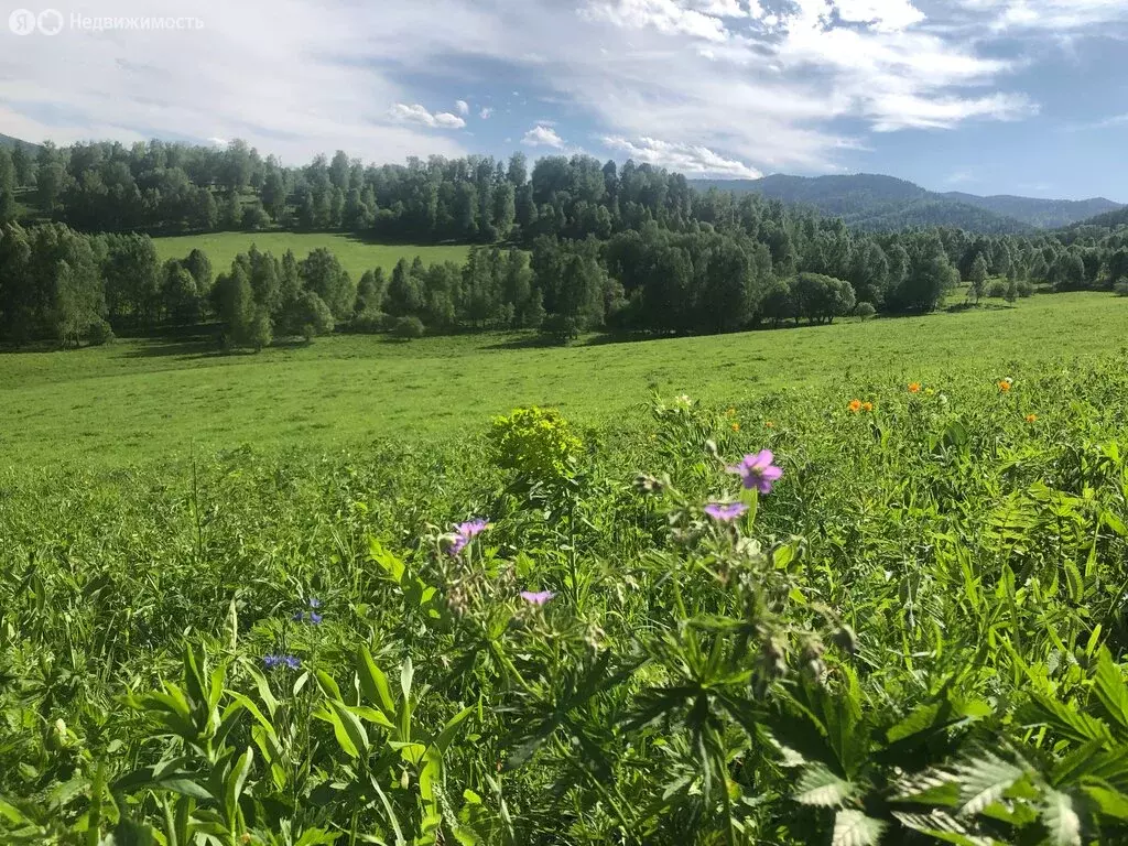 Участок в Чемальский район, поселок Верх-Анос, Центральная улица (30 ... - Фото 2