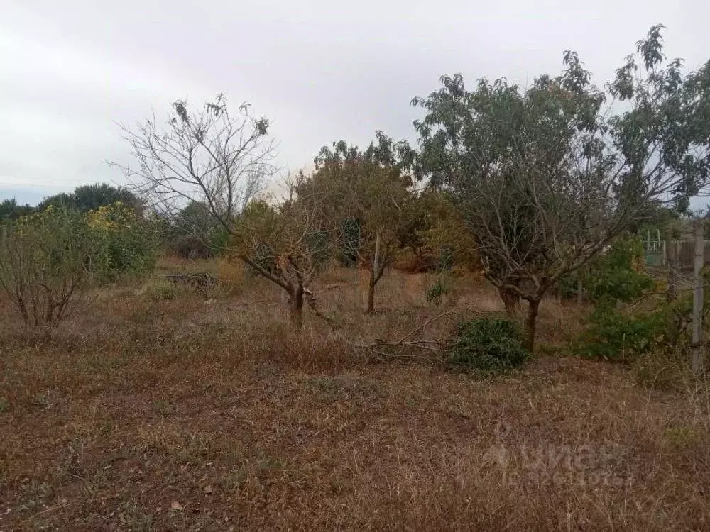 Участок в Крым, Сакский район, Митяевское с/пос, с. Шелковичное ул. ... - Фото 2