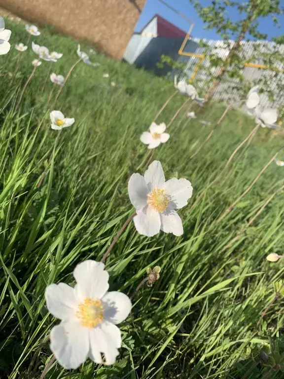 Участок в Саха (Якутия), Якутск пер. Саас (6.75 сот.) - Фото 1