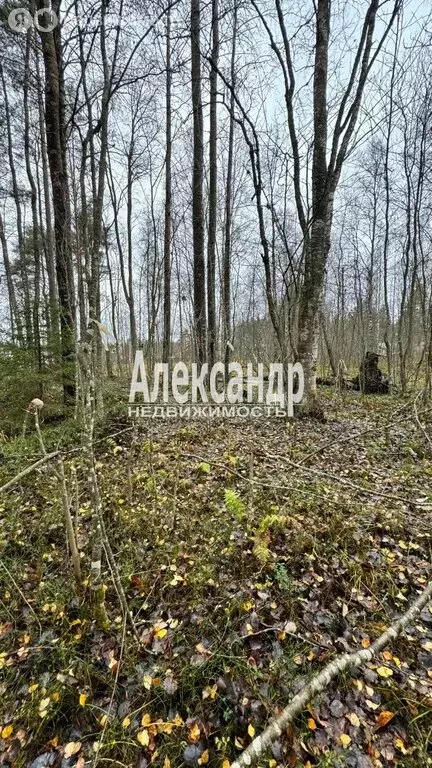 Участок в Ларионовское сельское поселение, садовые участки (10 м) - Фото 1