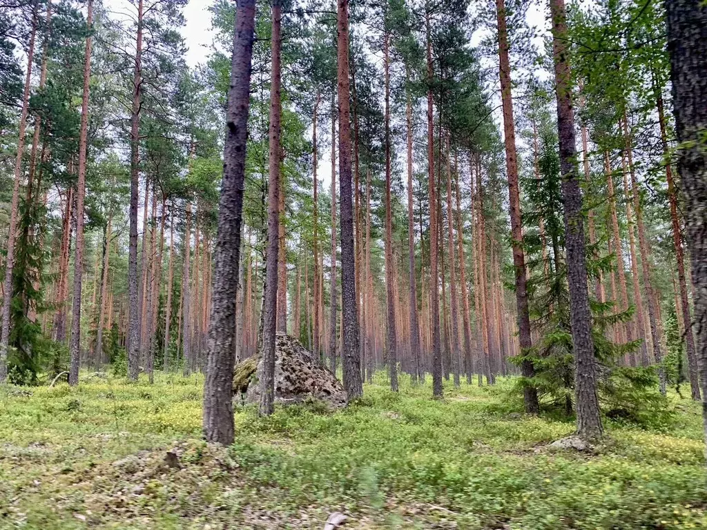 Участок в Ленинградская область, Выборгский район, Советское городское ... - Фото 1
