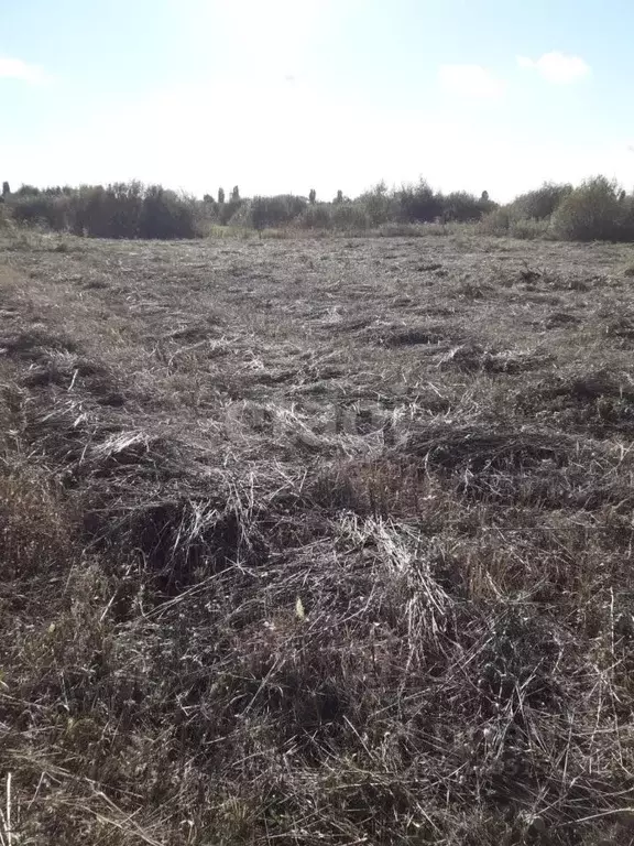 Участок в Воронежская область, Новоусманский район, с. Бабяково ... - Фото 1