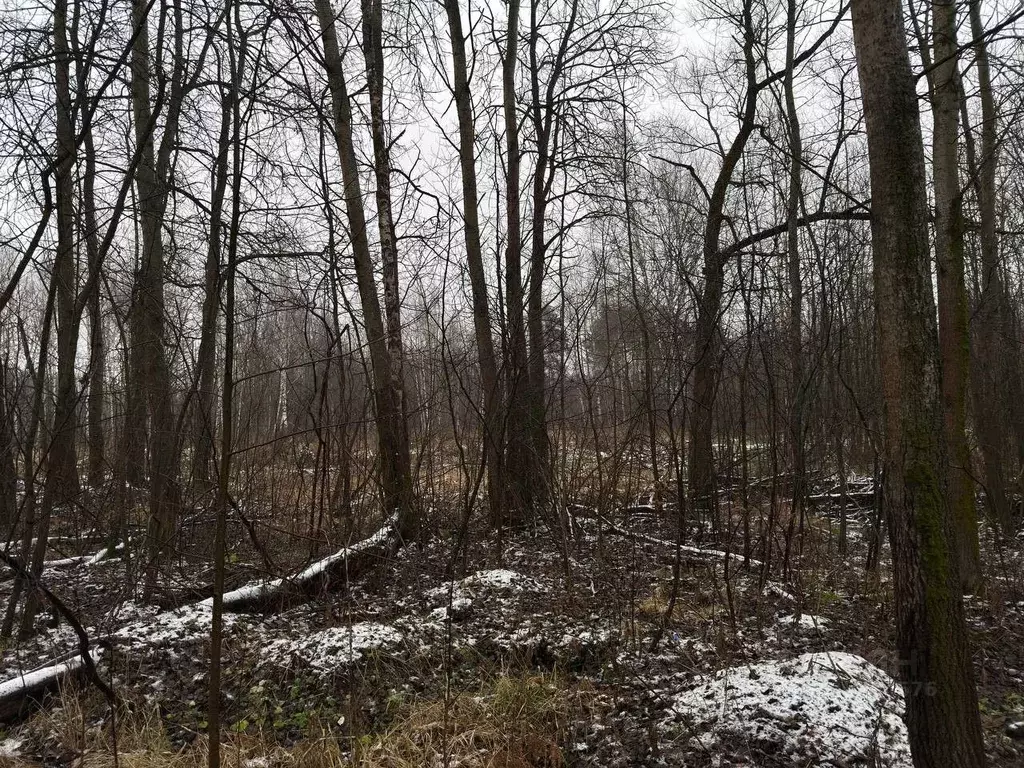 Участок в Московская область, Ликино-Дулево Орехово-Зуевский городской ... - Фото 2