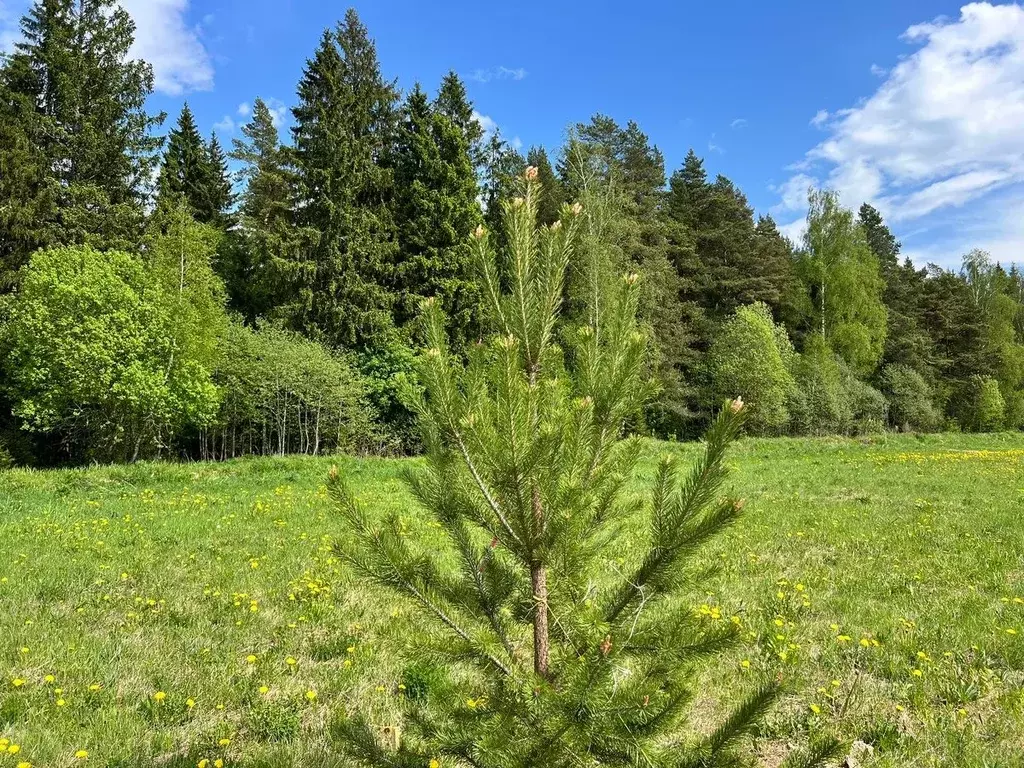 Участок в Московская область, Истра городской округ, Снегири дп ул. ... - Фото 0