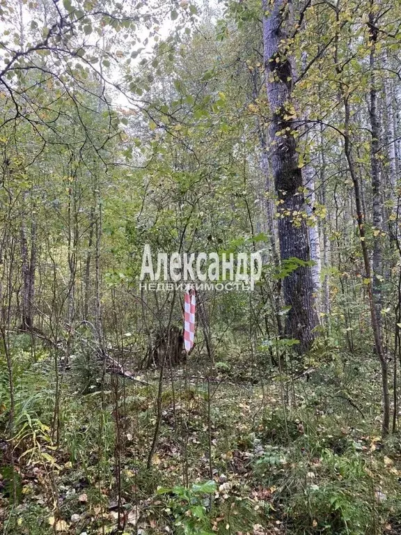 Участок в Ленинградская область, Приозерский район, Плодовское с/пос, ... - Фото 2