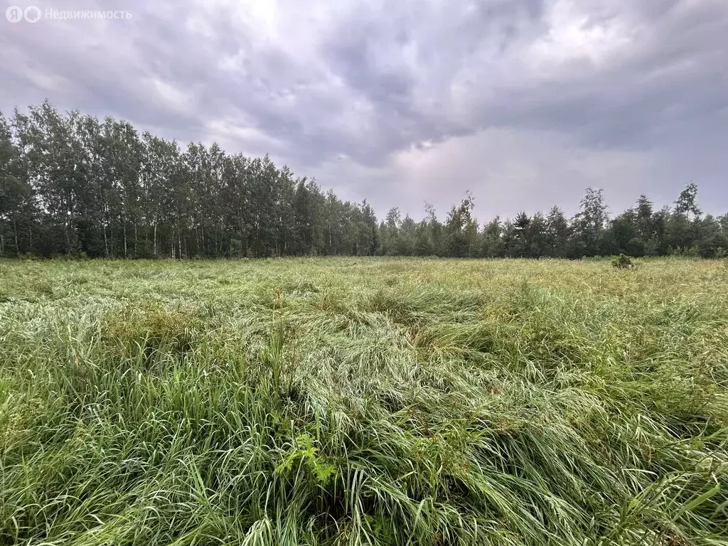 Участок в Московская область, Богородский городской округ, деревня ... - Фото 0